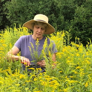 Sharon Miller, owner of Flora Adora Fibers, in a field cutting yellow goldenrod flowers for natural dyeing.