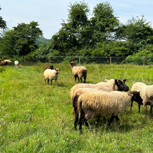 JEWEL TONE: Autumn 2024 Limited Edition Small Batch Yarn