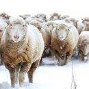 Targhee Polypay DK-7